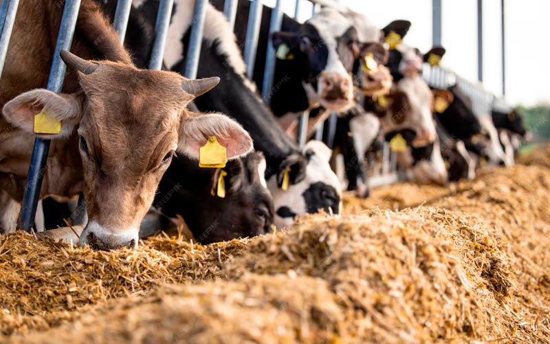 El secreto detrás del éxito de los Feedlots